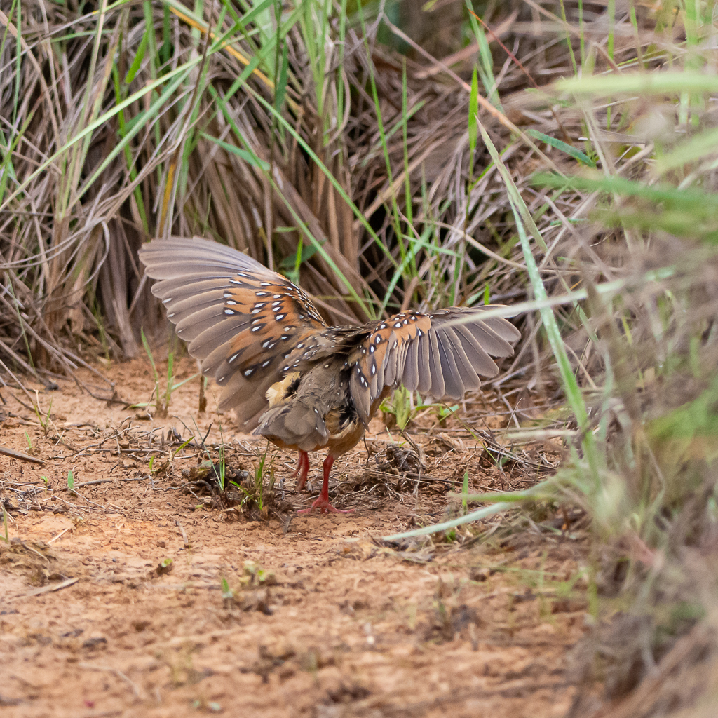 Burrito ocelado con las alas abiertas entre pastos; ejemplar fotografiado en Brasil.