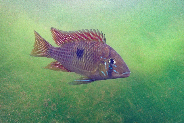 Gymnogeophagus che, especie protegida en Misiones. Fotografía difundida por el Instituto Misionero de Biodiversidad.