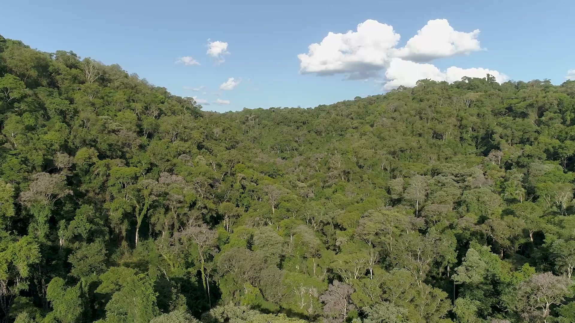 Selva en el entorno de Salto Encantado, Misiones