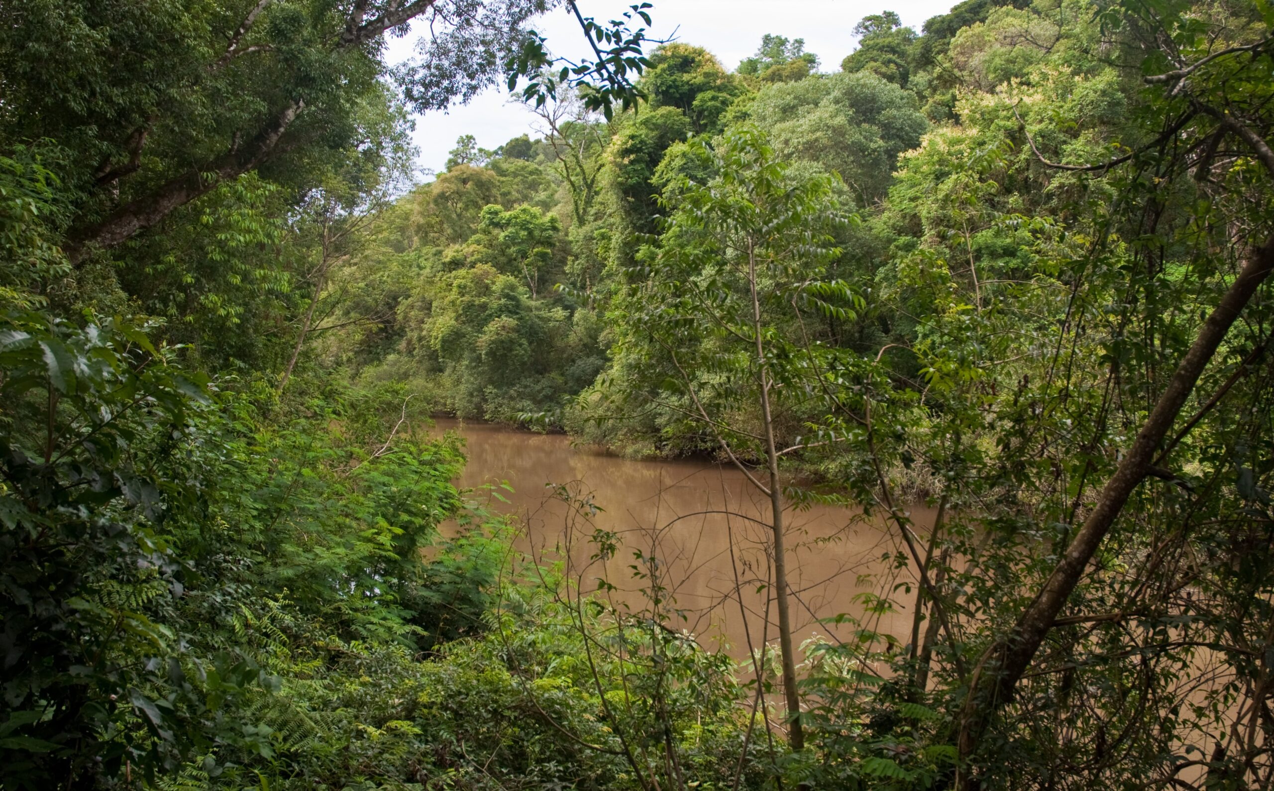 Selva y curso de agua en la Reserva de Biósfera Yabotí, Misiones, Argentina. Fotografía de enero de 2011; contexto territorial, no delimitación del Lote 8.