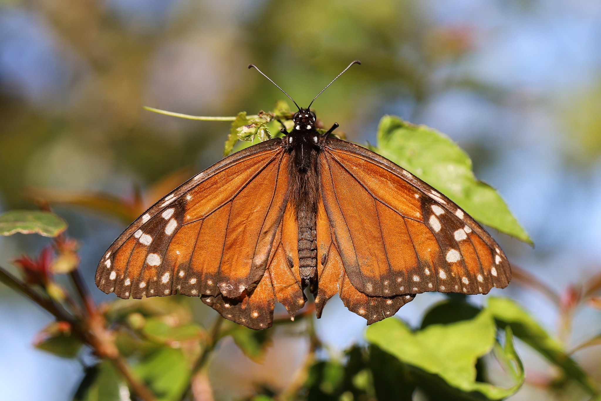 Mariposa monarca (Danaus erippus) fotografiada en Santa Maria, Rio Grande do Sul, Brasil. Imagen de una de las especies protegidas; no tomada en Misiones.