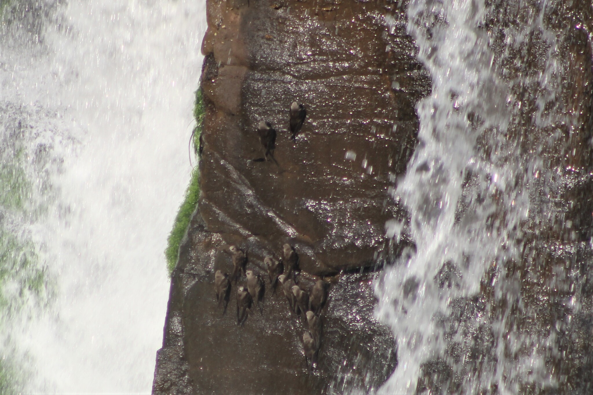 Vencejos de cascada (Cypseloides senex) sobre una pared rocosa entre cortinas de agua en Iguazú, Misiones.